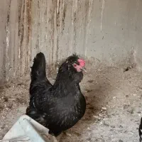 مرغ و خروس گلین