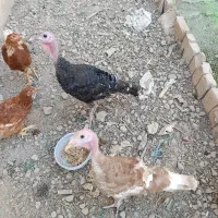 بوقلمون ۲عدد