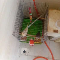 عروس هلندی