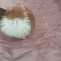 بچه خرگوش ناز