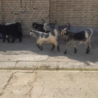 ۱۲ راس بیگ نر شیری بیگ اییلاق