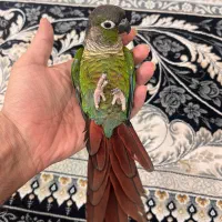 گیرینچیک گرینچیک رام