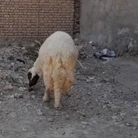 شک ورن یا قوچ