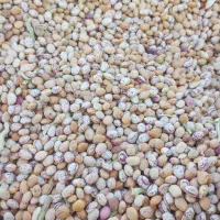 فروش لوبیا چیتی بوجاری نشده