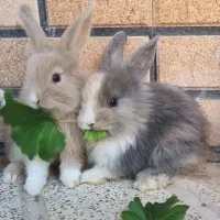 بچه خرگوش