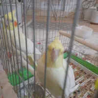 عروس هلندی