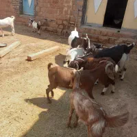 فروش بز نجدی