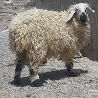 بره و گوسفند زیر قیمت بازار