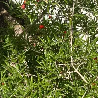نمایندگی  انحصاری و رسمی کودهای ارگانیک