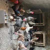مرغ وخروس
