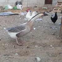 قو قاز|حیوانات مزرعه|اهرم, |دیوار