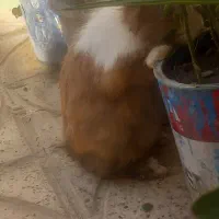خرگوش