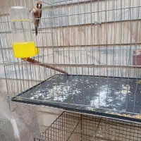 پرنده سهره جفتی نوک وپا سفید