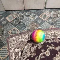 توپ ارزان در ایل ام