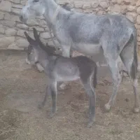 الاغ ماده با کره