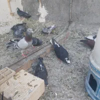 ۴۰تاکفتر