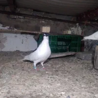 کبوتر چپ