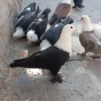 دن«»بال کفتر کربلایی