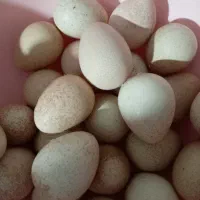 تخم مرغ شاخی (روسی)