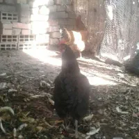 مرغ تخم گذار