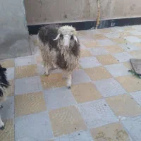 بره|حیوانات مزرعه|ماهان, |دیوار