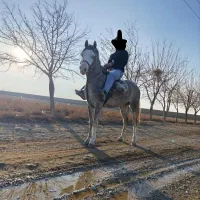 مادیان عرب مصری