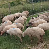بره سالم کوچیک ترین قیمت مناسب وزن پایین