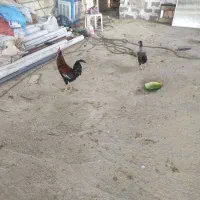 خروس|حیوانات مزرعه|شیراز, شهرک کوثر|دیوار