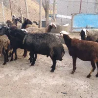 میش جوان درجه یک