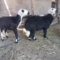 عوسی ماده