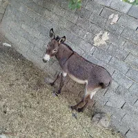 خر نر آماده و سرحال