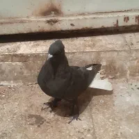 سیاه دمسفید ماده معاوضه