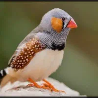 معاوضه فنچ با لونه عروس هلندی