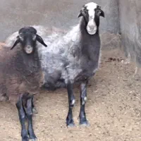 میش و بز