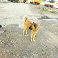 سگ نگهبان و گله ای