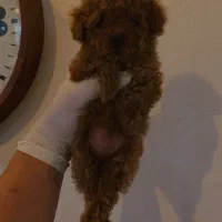 پودل تاینی توی مینیاتور استاندارد (اصیل)