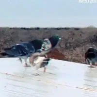نر سوراخ