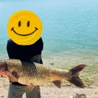 ریسه تخصصی کپور و امور