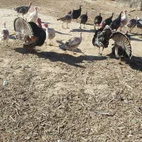 فروشی|حیوانات مزرعه|زابل, |دیوار