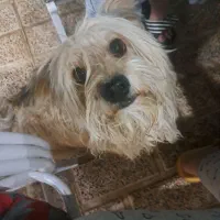 سگ باهوش و زیباا