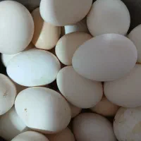 گناوه تخم مرغ اصل محلی