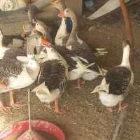 ۷ جفت غاز (بط)