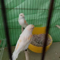 قناری موزایکی جفت