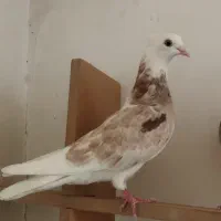 کفتر پرشی حسابی شازده سرور و شازده زرد و زرد خطی.