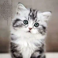 واگذاری گربه