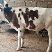 گوساله سیمینتال نره پنج ماه درج یک