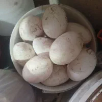 تخم قو غاز و مرغ