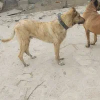 سگ گمشده|حیوانات|چناران, |دیوار