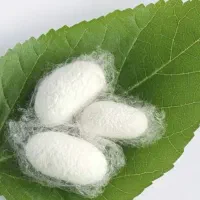 پیله ابریشم تازه برداشت اردیبهشت