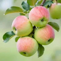 سیب پایه رویشی و رز ایتالیا تعداد محدود با ضمانت